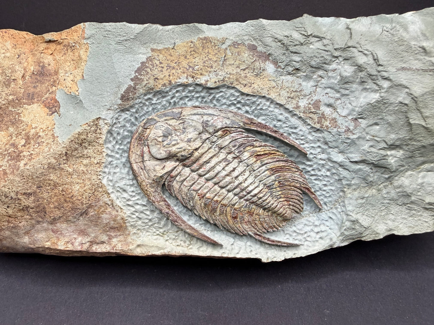 Neltneria Trilobite