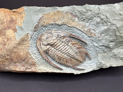 Neltneria Trilobite