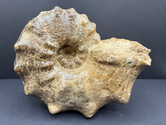 Mammites Ammonite