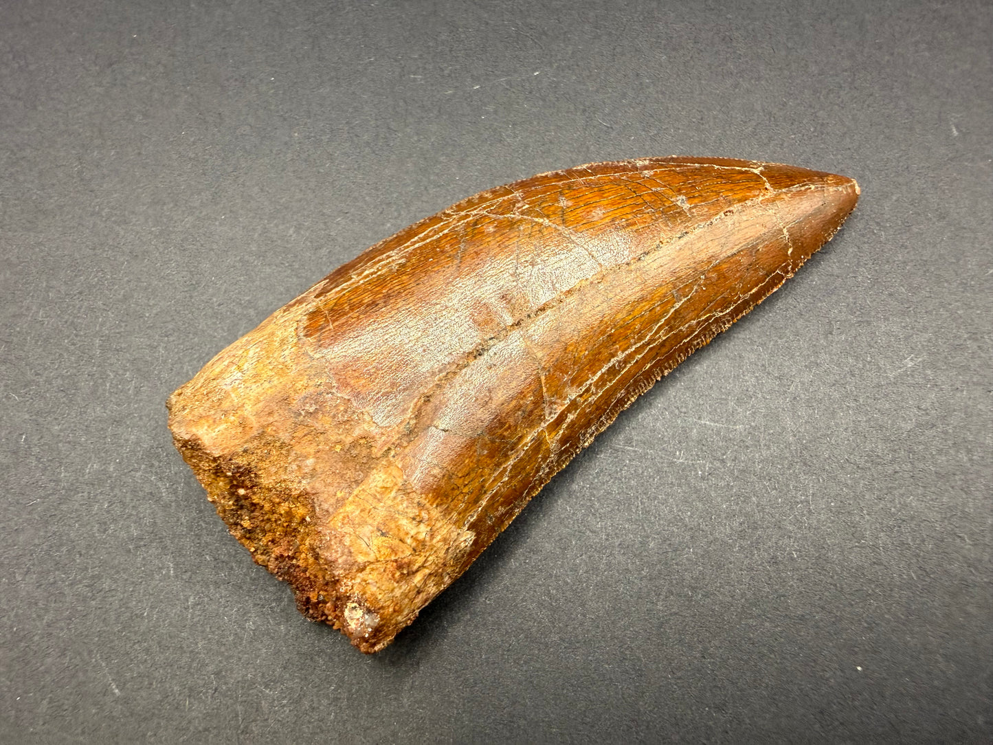 Carcharodontosaurus Tooth