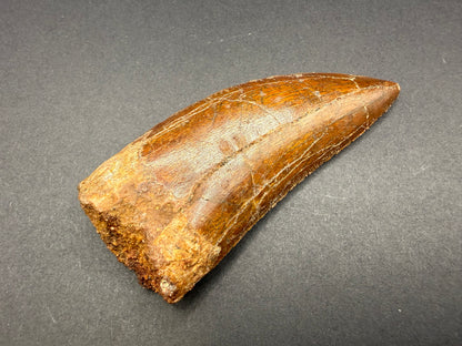 Carcharodontosaurus Tooth