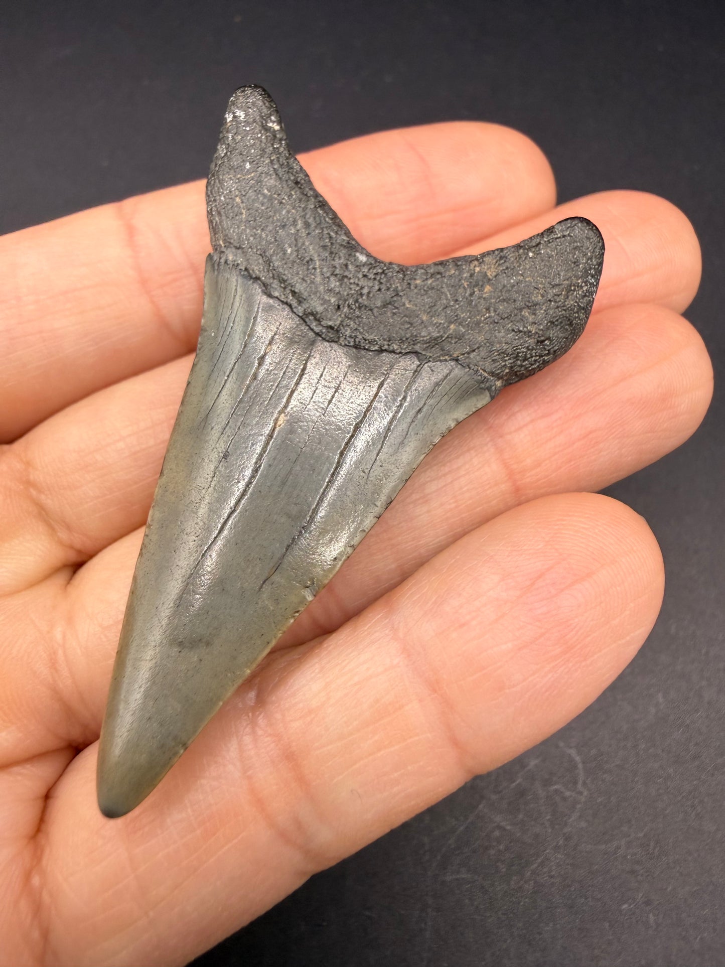 Hastalis Tooth