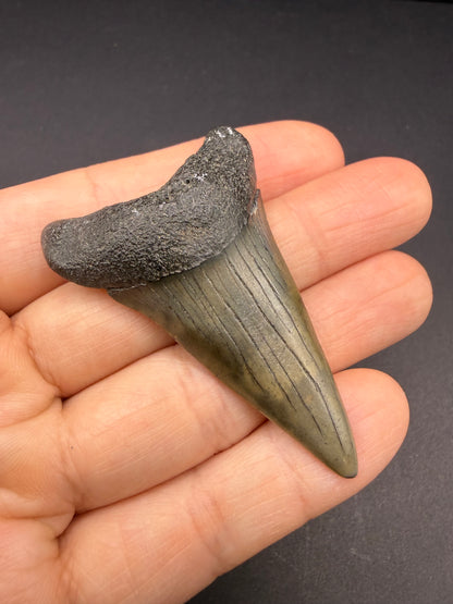 Hastalis Tooth