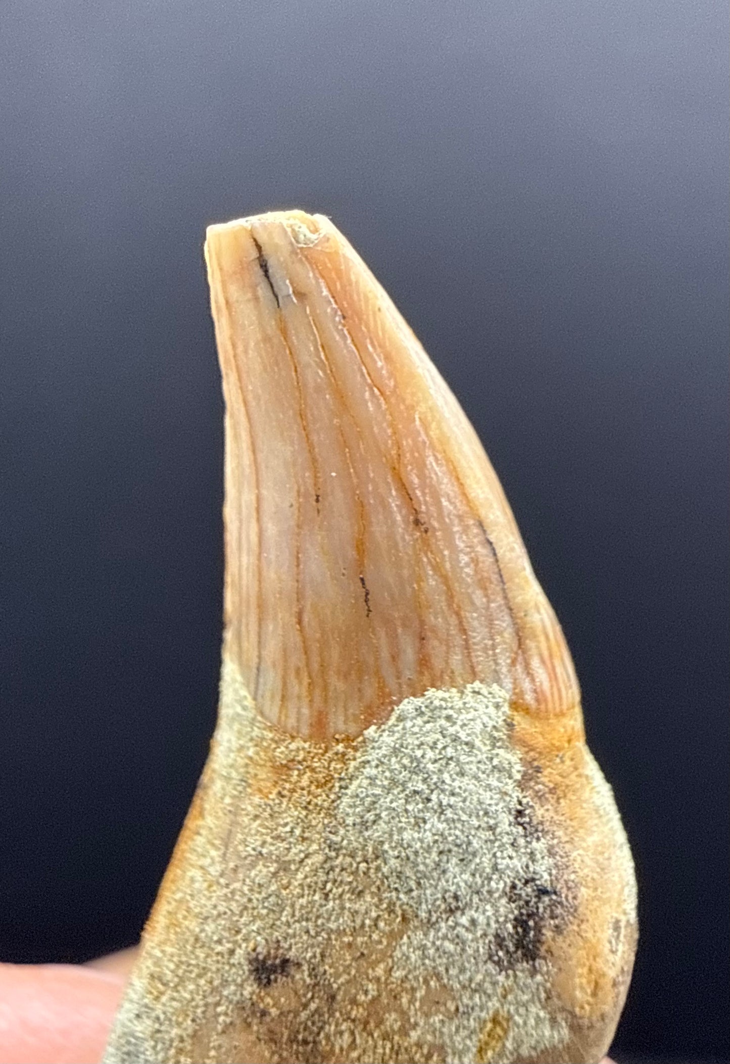Dolphin Tooth