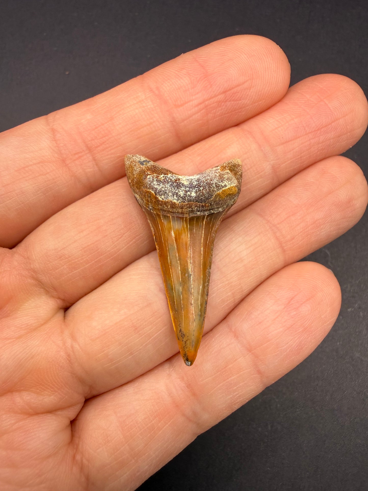 Hastalis Tooth