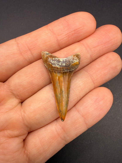 Hastalis Tooth
