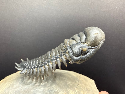 Crotalocephalus Trilobite