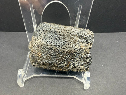 Glyptodon Osteoderm