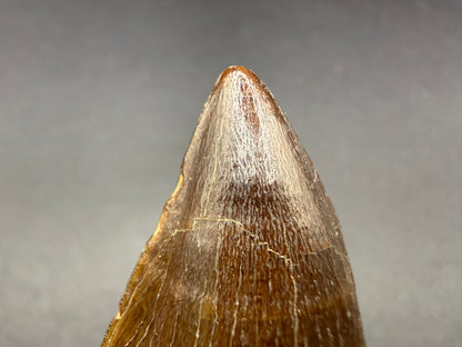 Mosasaur Tooth