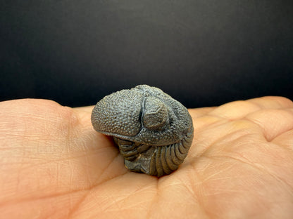 Enrolled Moroccops Trilobite