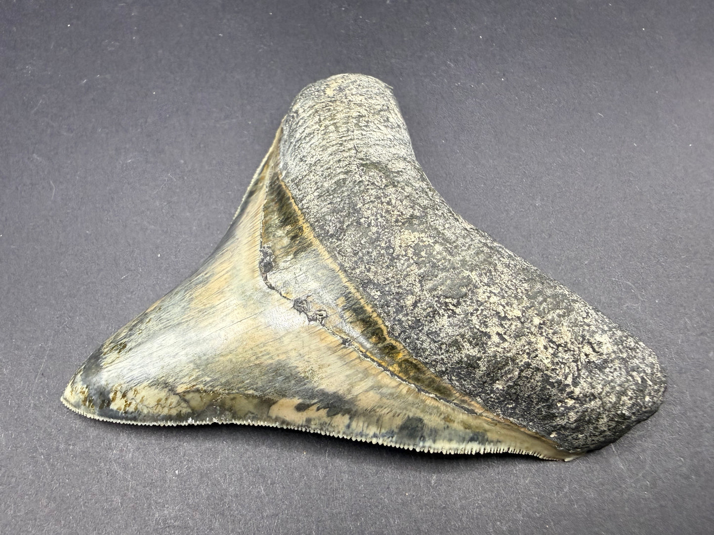 Megalodon Tooth