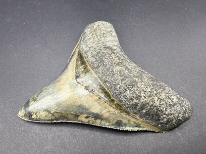 Megalodon Tooth
