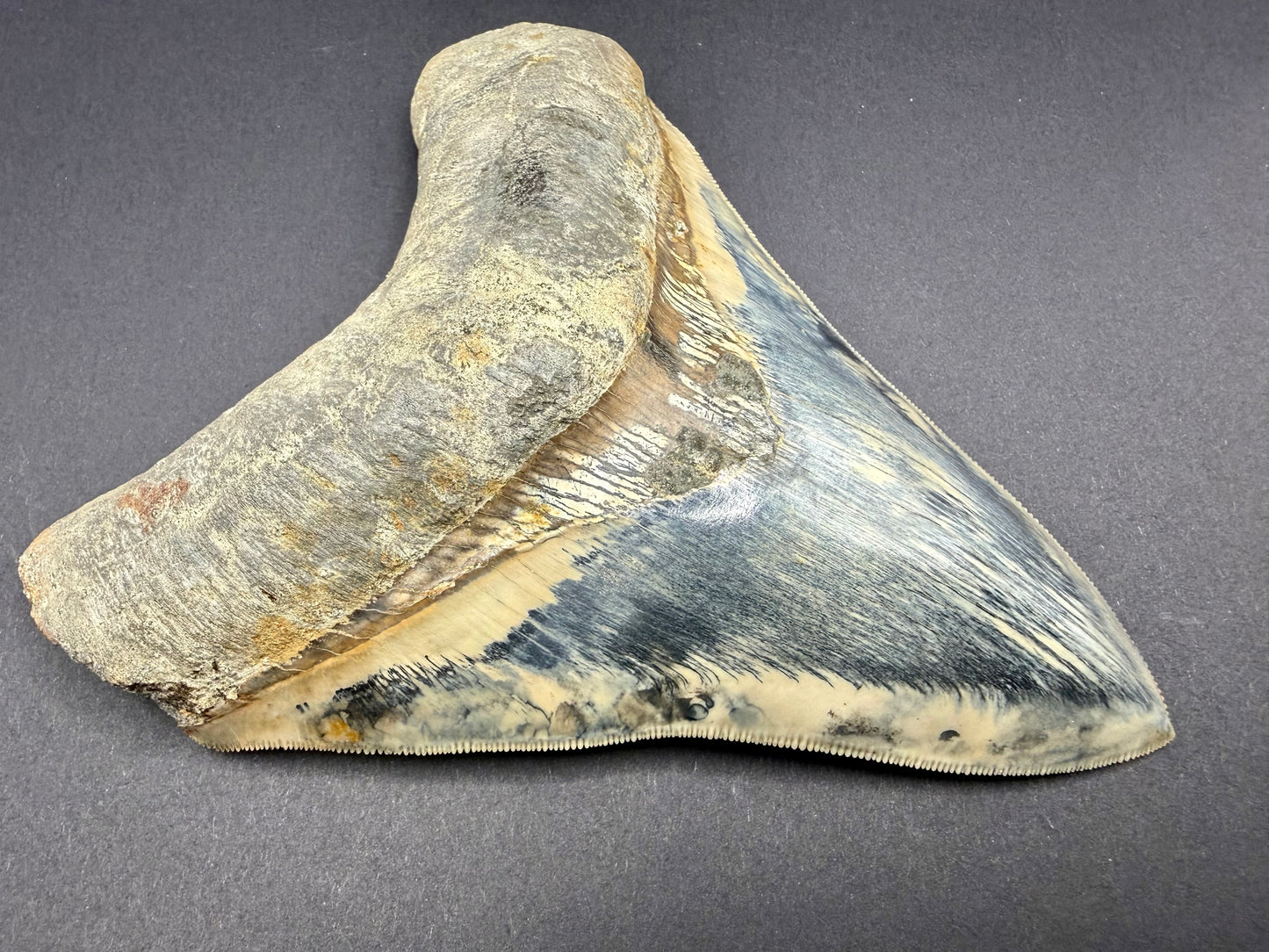 Megalodon Tooth