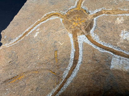 Brittle Star