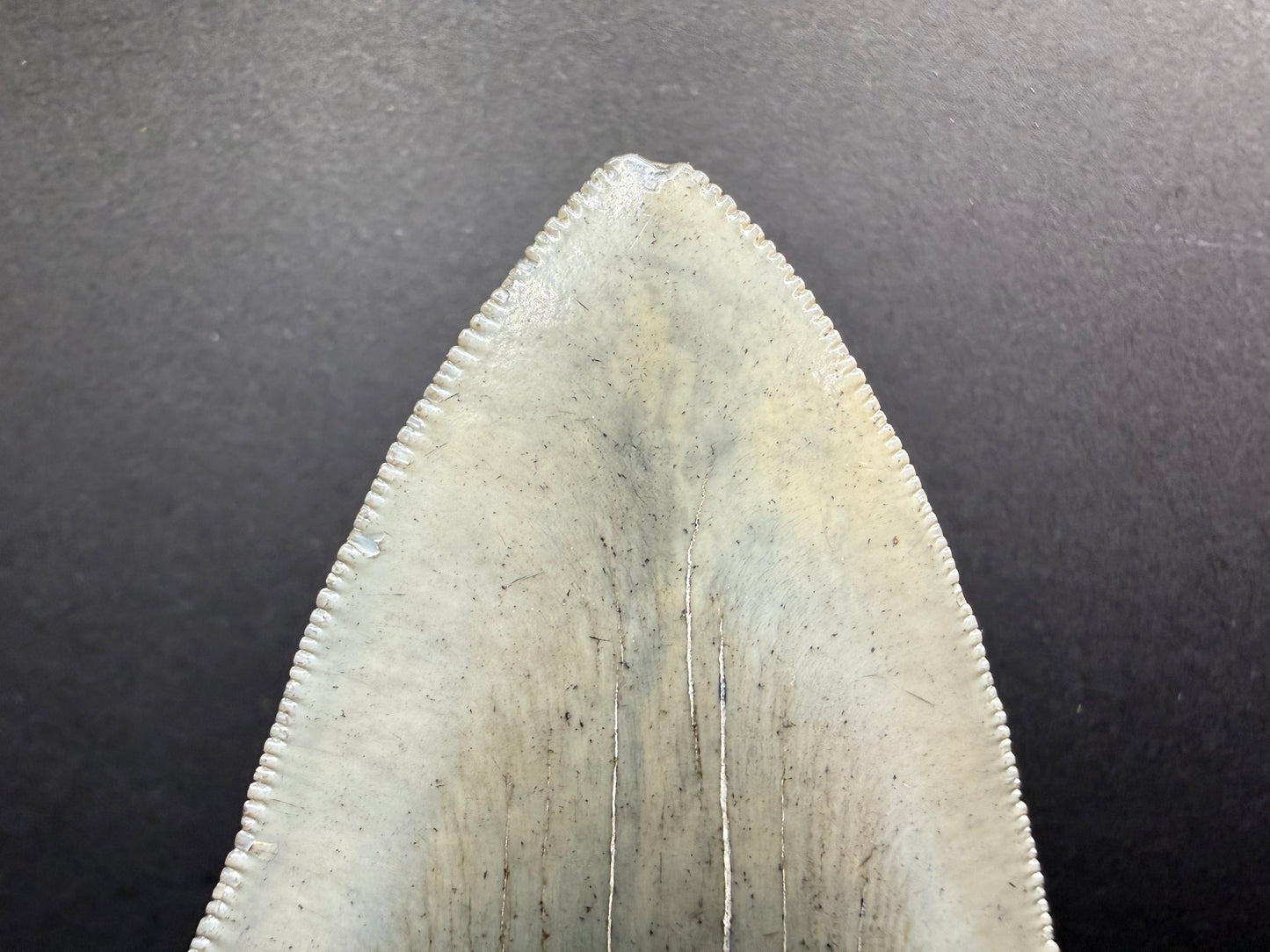 Megalodon Tooth