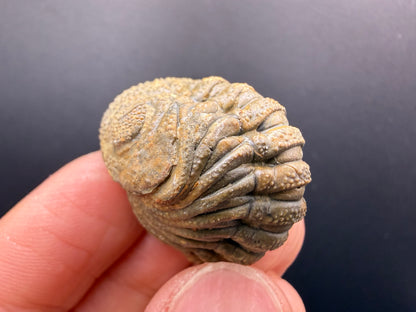 Enrolled Moroccops Trilobite