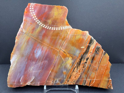 Rainbow Petrified Wood