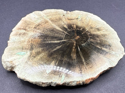 Woodworthia Petrified Wood