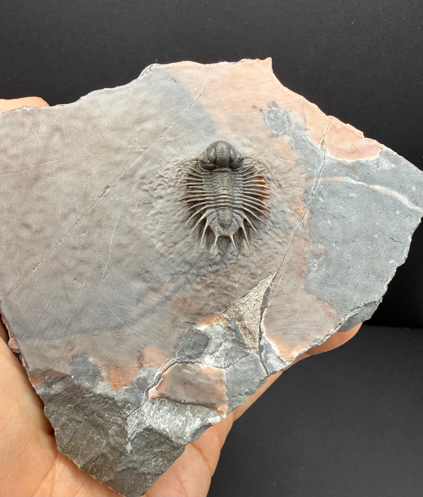 Acanthopyge Trilobite