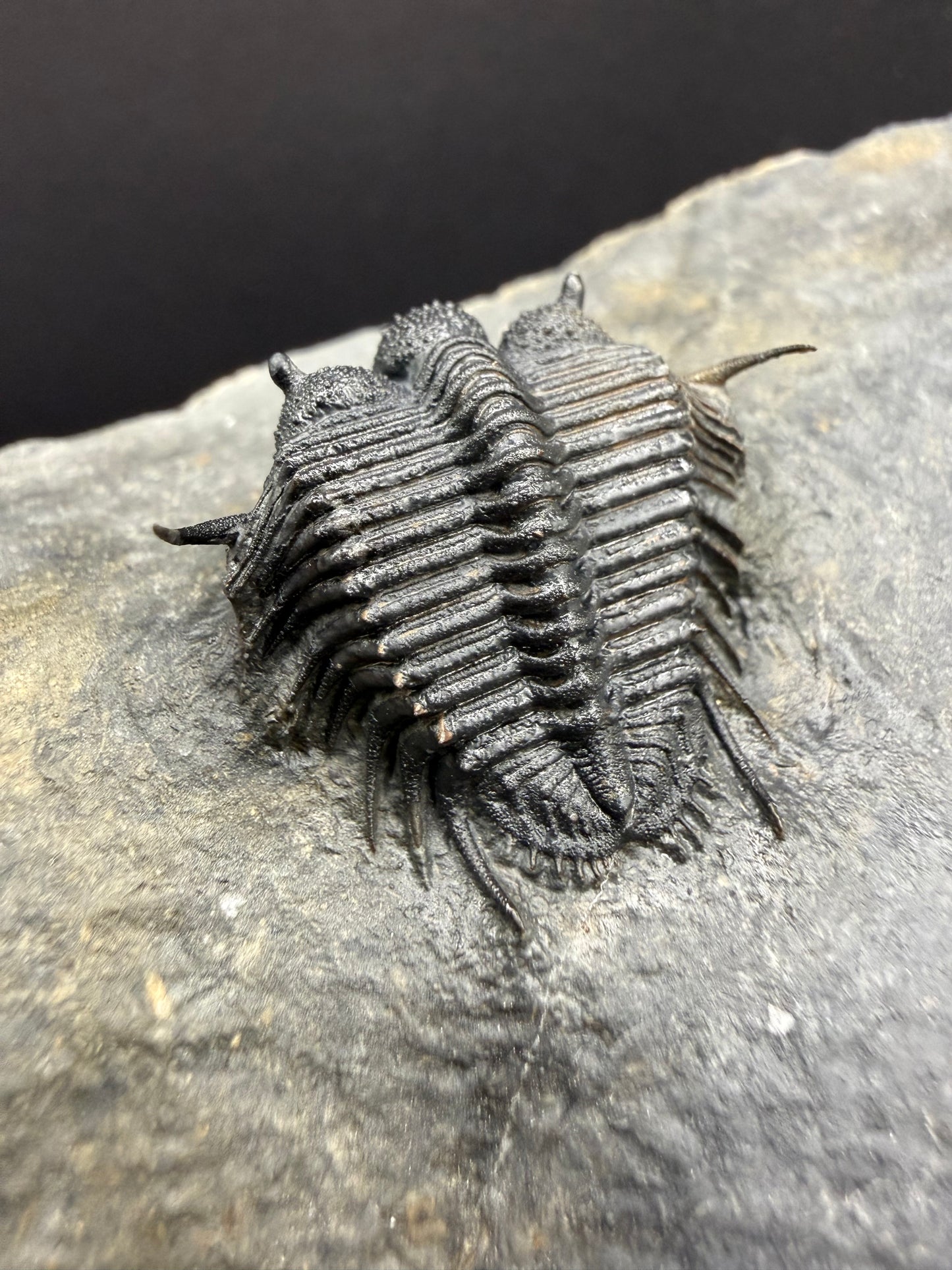 Cyphaspides Trilobite