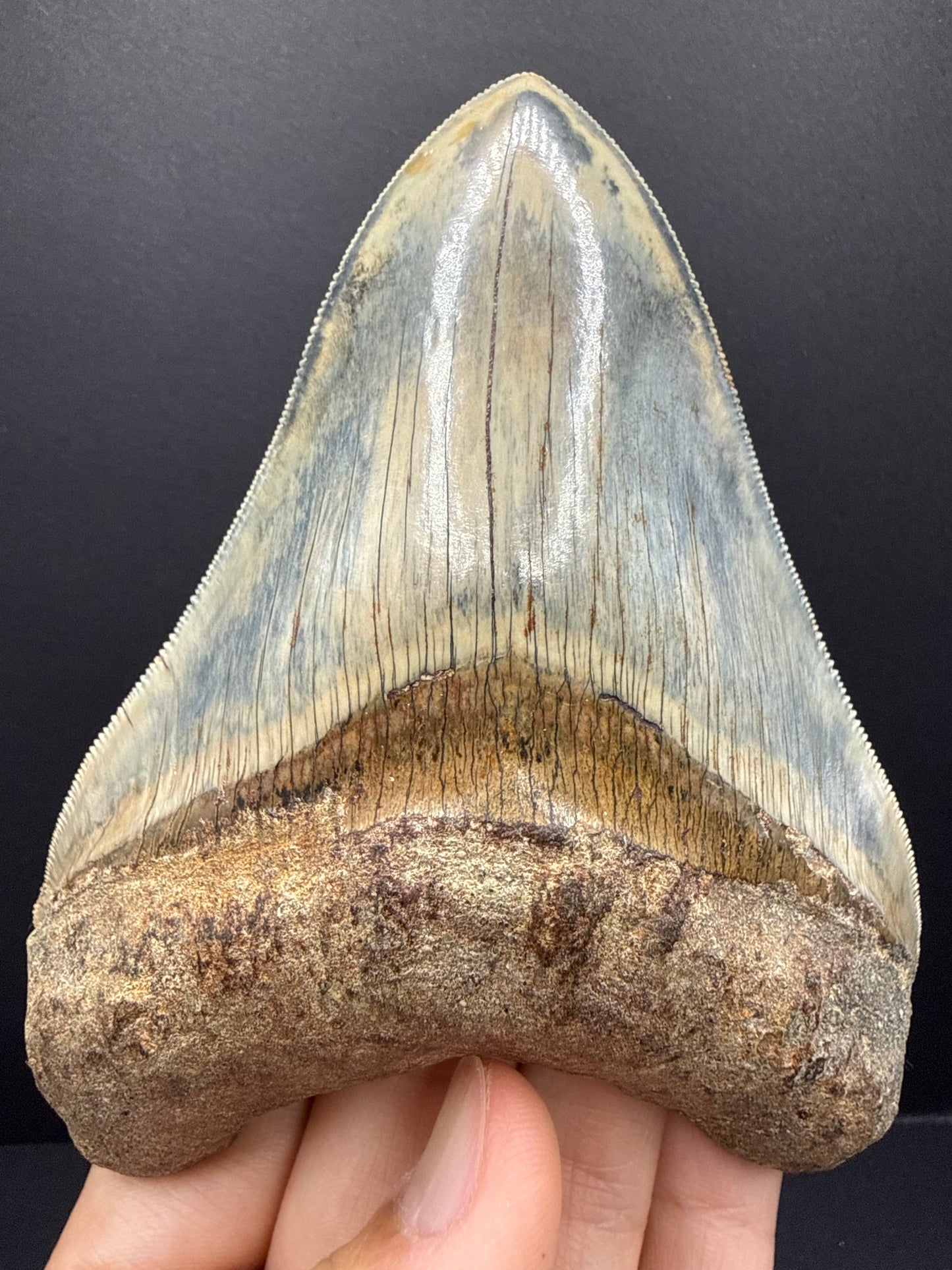 Megalodon Tooth