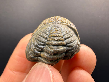 Enrolled Moroccops Trilobite