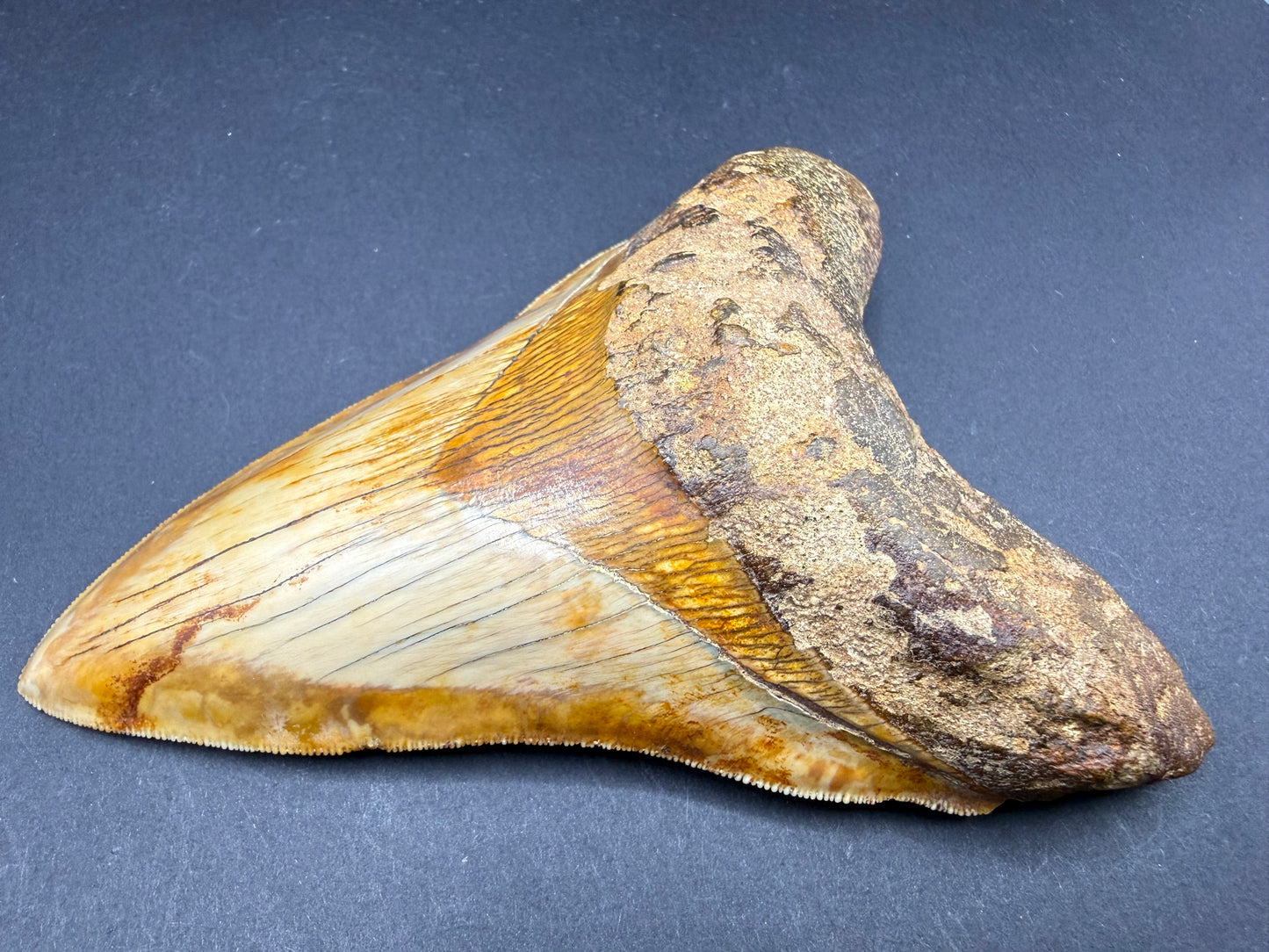 Megalodon Tooth