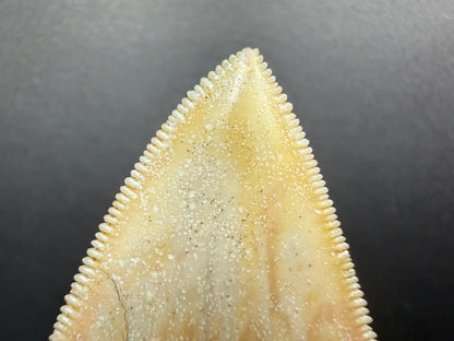 Megalodon Tooth