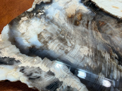 Cypress Petrified Wood