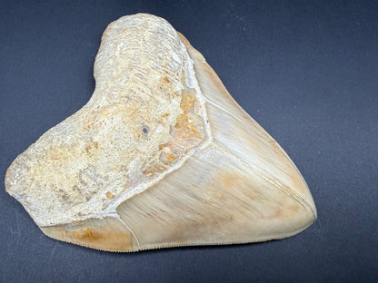 Megalodon Tooth