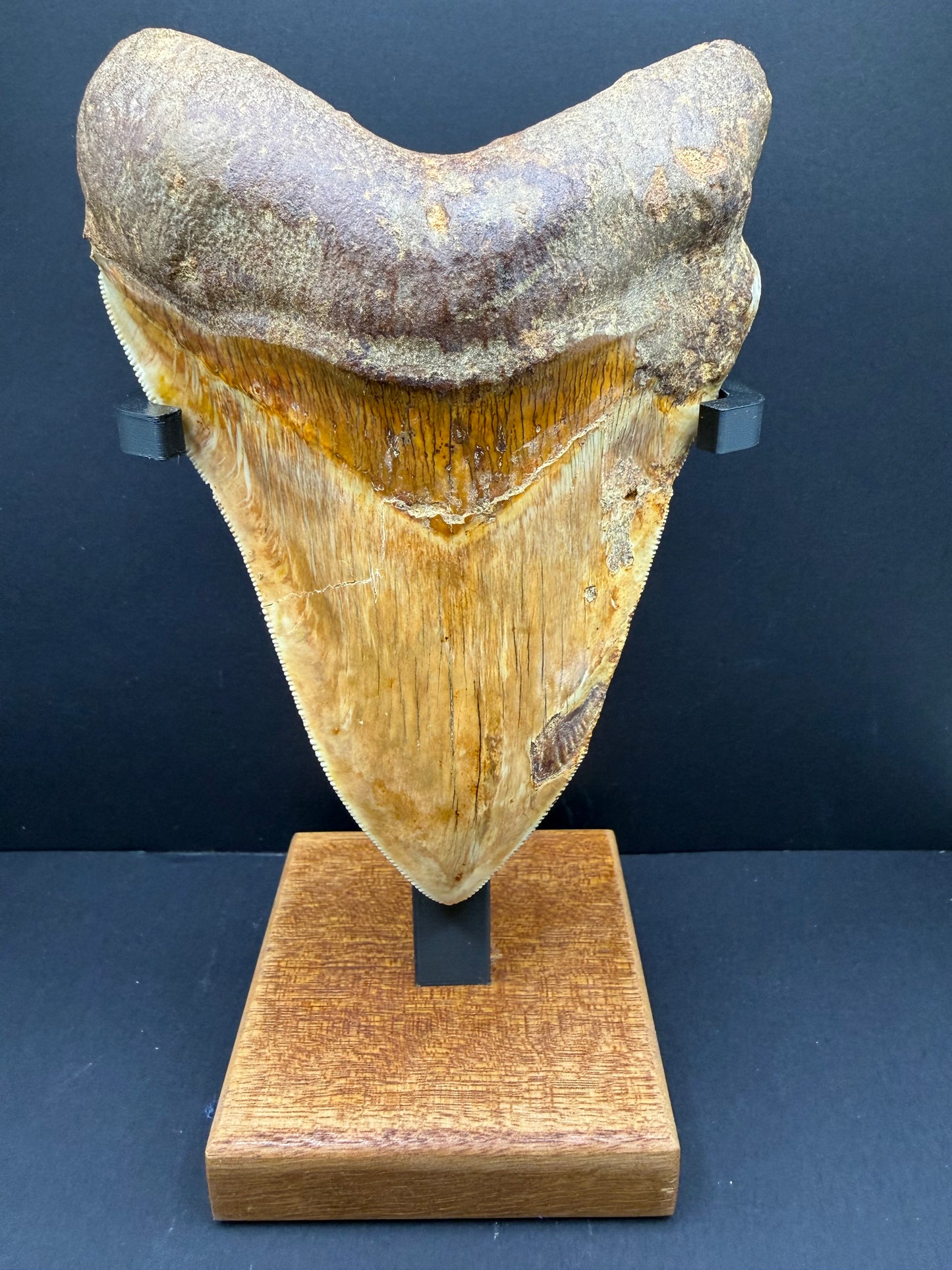 Megalodon Tooth