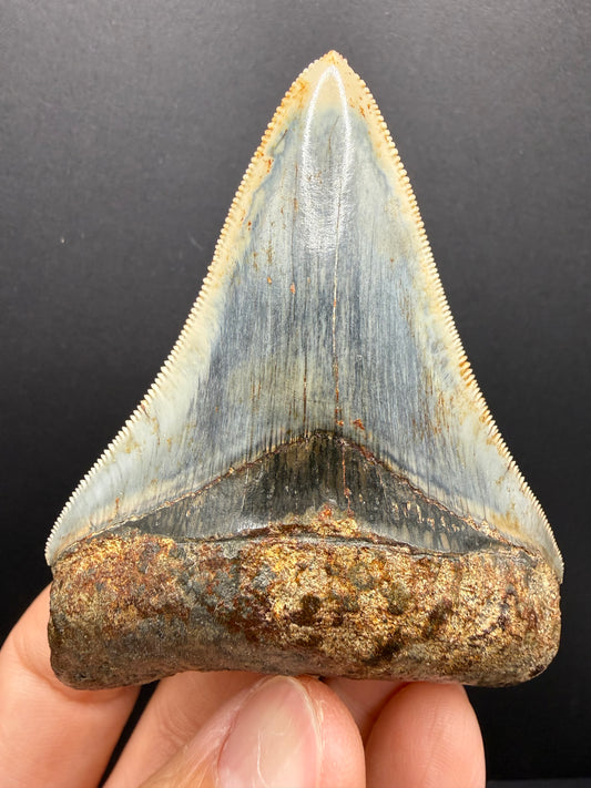 Megalodon Tooth