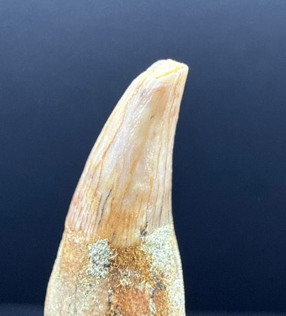Dolphin Tooth