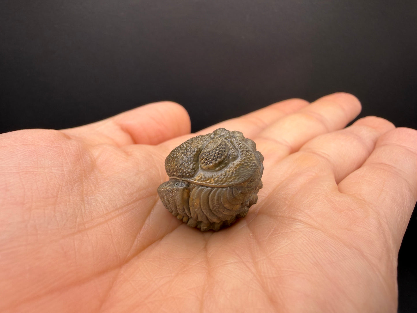 Enrolled Moroccops Trilobite