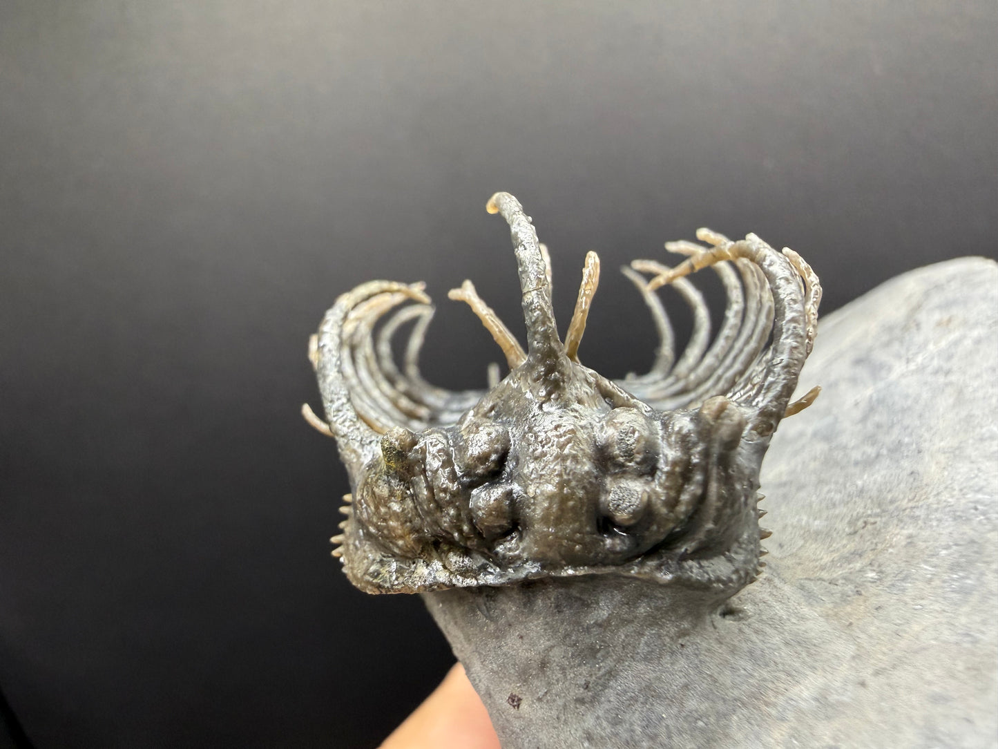 Koneprusia Trilobite