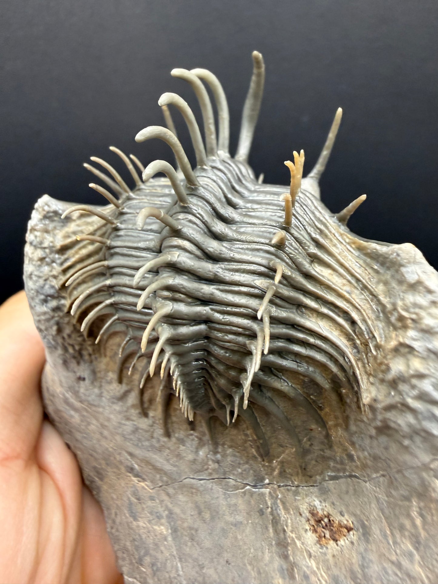 Comura Trilobite