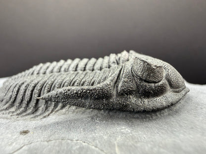 Metacanthina Trilobite