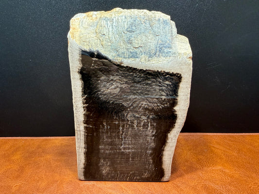 Sycamore Petrified Wood