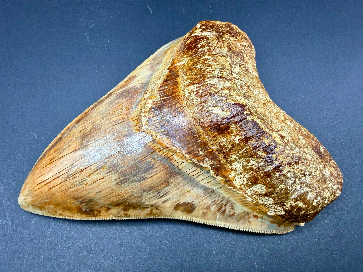 Megalodon Tooth