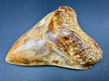 Megalodon Tooth