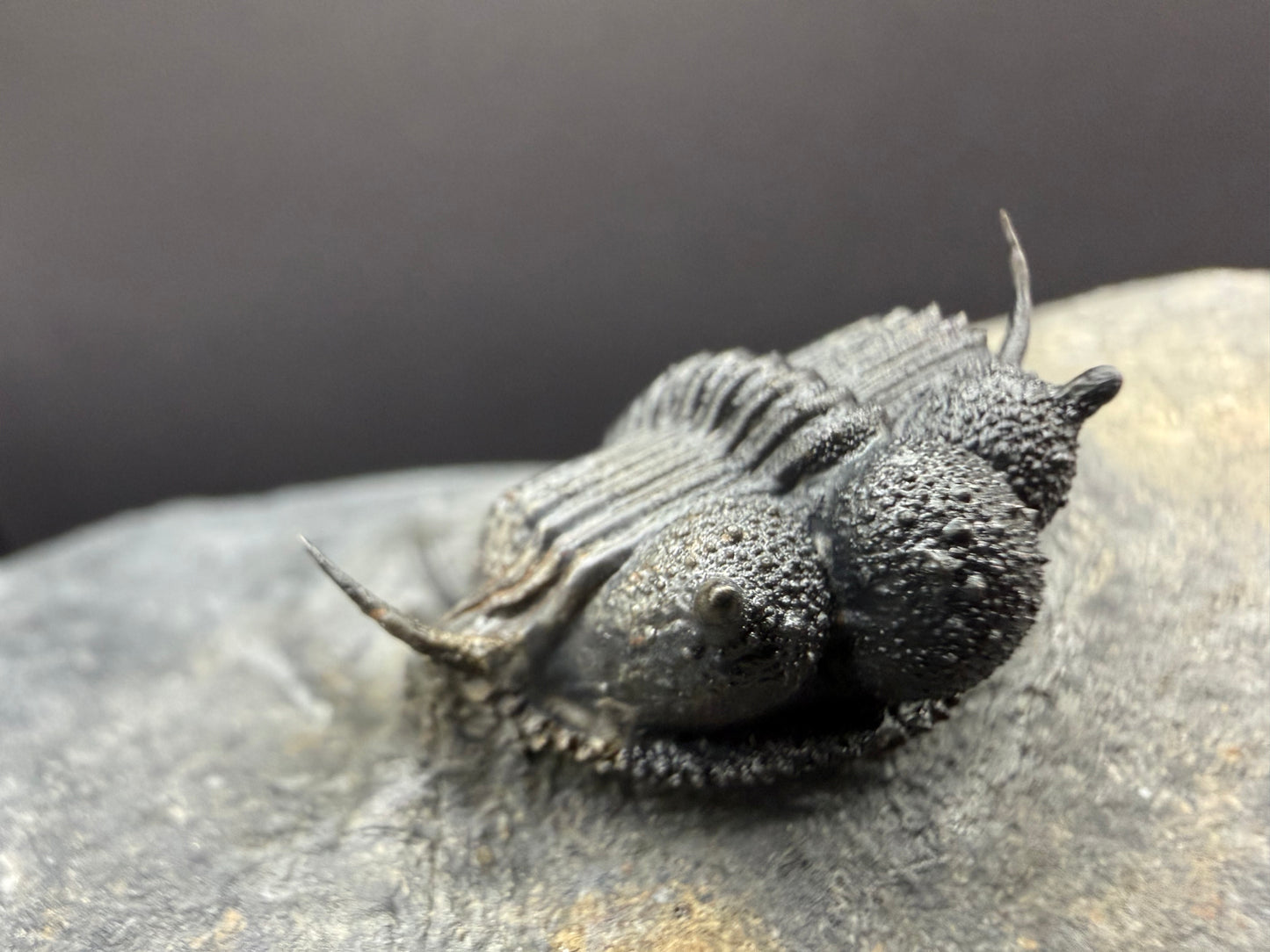 Cyphaspides Trilobite