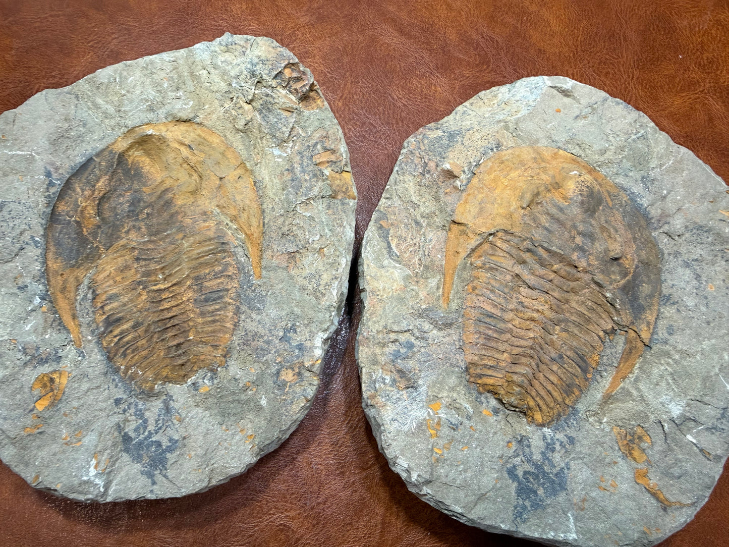 Cambropallas Cambrian Trilobite