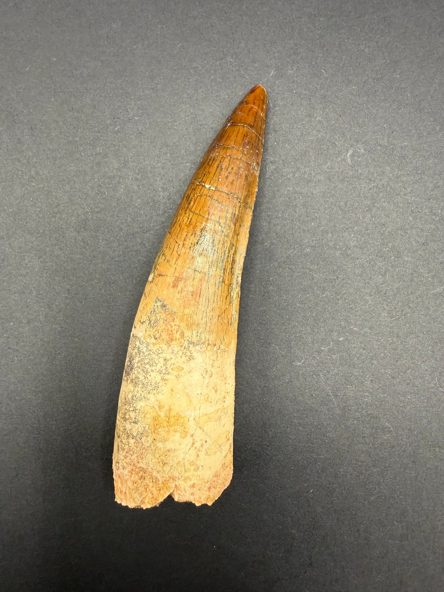 Spinosaurus Tooth