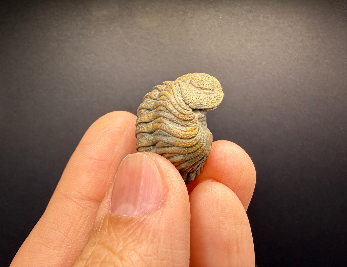 Enrolled Moroccops Trilobite