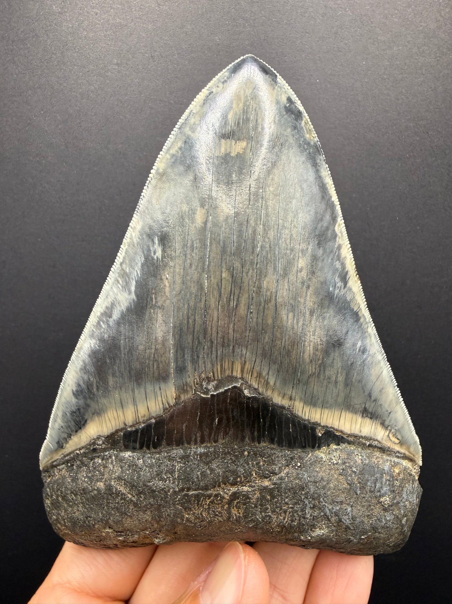 Megalodon Tooth