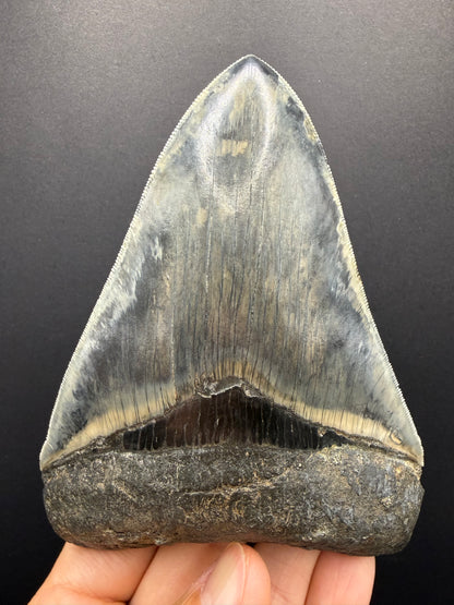 Megalodon Tooth