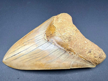 Megalodon Tooth