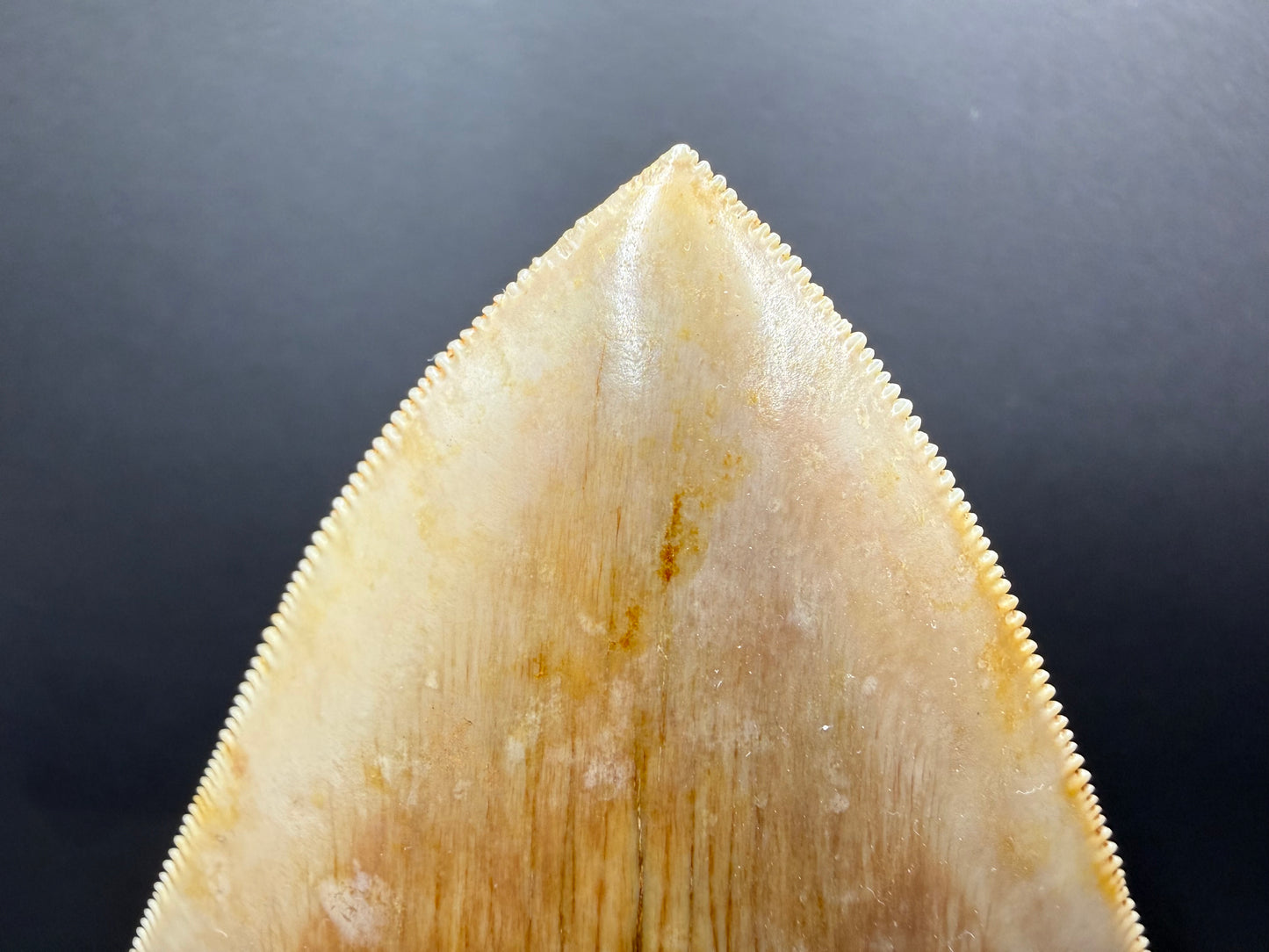 Megalodon Tooth