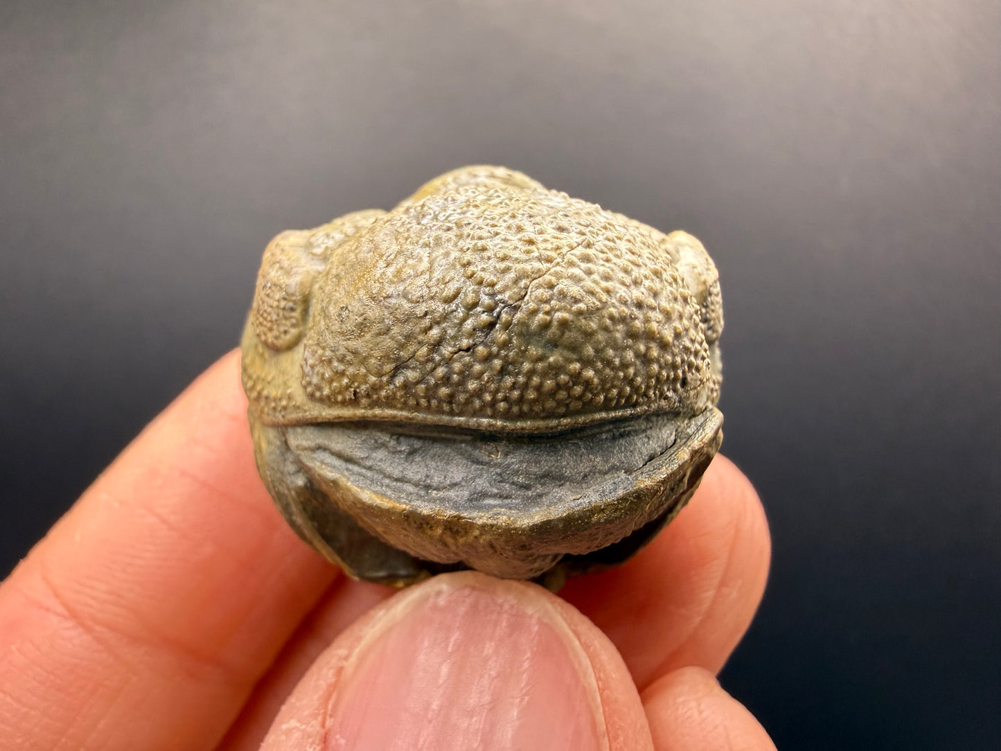 Enrolled Moroccops Trilobite