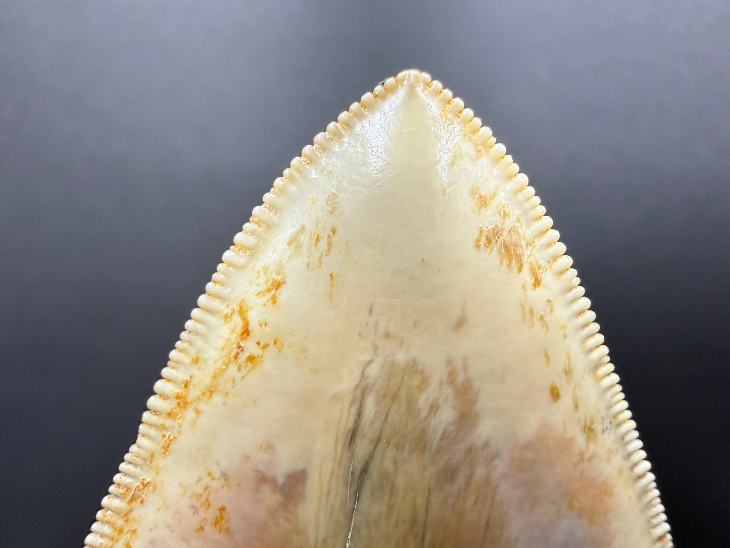 Megalodon Tooth